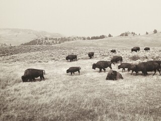 Old Yellowstone