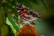 Profile view of an American Lady butterfly (Vanessa virginiensis) visits a coneflower. Raleigh, North Carolina.