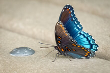 A Red-spotted Purple (Limenitis Arthemis ssp. Astyanax). Raleigh, North Carolina.