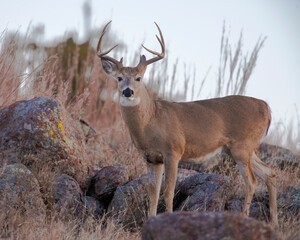 Wall Mural - White  tailed Deer in Southwest Oklahoma