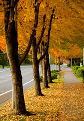 Wall Mural - Maple alley in Seattle suburb during late Indian Summer