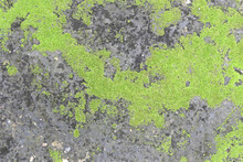 Background Texture: The Surface Of Old Concrete Slab Covered With Moss Or Algae