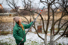 Cute Caucasian Woman Gardener Pruning Apple Tree Branches With Long Brush Cutter, Concept Winter Spring Tree Pruning And Winter Garden Care