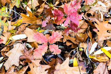 Canvas Print - natural background - top view of red leaves of oak sprouts over fallen leaves on meadow in forest on