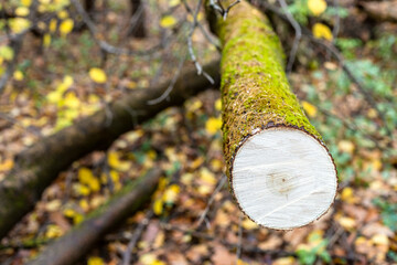 Wall Mural - fresh saw-cut of fallen tree in wet forest of city park on autumn day (focus on surface of saw-cut o