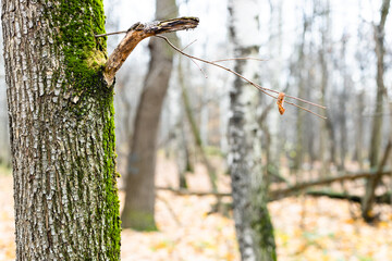 Wall Mural - natural background - oak tree trunk close up and bare trees on blurred background in forest of city 