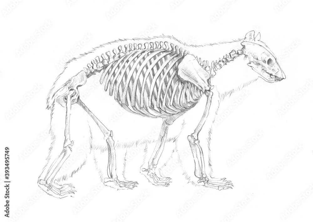 Anatomical sketch of a bear skeleton Stock Illustration | Adobe Stock