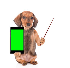 Poster - Dachshund puppy holds smartphone with empty green screen and points away on empty space. Isolated on white background