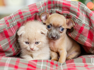 Toy terrier puppy and gray kitten sit together under warm blanket on a bed at home