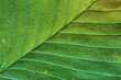 © Dmitrii - Macrophotography of  autumn leaf fiber surface.
