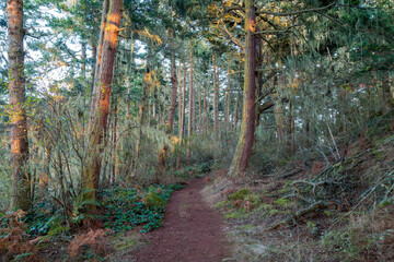 Hiking trail through the forest at Iceberg Point, Lopez Island, Washington, USA