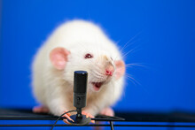 Funny Cute Rat Singer Singing Into Microphone On Blue Background