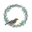 Nightingale bird on eucalyptus wreath watercolor illustraton. Hand drawn close up realistic song bird and eucalyptus elegant frame. Bright nightingale with round wreath isolated on white background