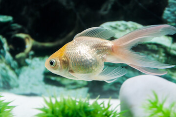 Wall Mural - Goldfish swimming in freshwater aquarium