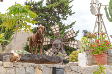 Sticker - BENTANCURI, SPAIN - Nov 14, 2020: Canarian Dog in Bentancuria on the island of Fuerteventura in Sp