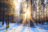 Fototapeta Na ścianę - rays of the sun landscape winter forest, glow landscape in a beautiful snowy forest seasonal panorama of winter