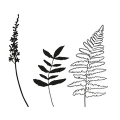 Vector flowers and leaves, isolated black. Realistic hand drawn flower  and leaves illustration set on white background.