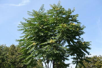 Canopy of Ailanthus altissima with unripe seeds against blue sky in mid September