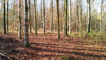 Canvas Print - Bois foret automne automnal chêne Belgique Wallonie