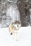Fototapeta Sawanna - Beautiful wolf standing in the snow in beautiful fairytale looking cold winter forest