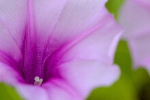 Macro Shot Of The Stigma Of Purple Beach Moonflower (Ipomoea Violacea)