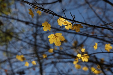 Bright autumn leaves on tree branches in the forest