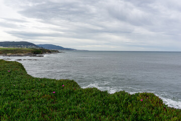 Poster - flower heath and view of the wild coast in Galicia