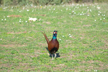 Wall Mural - Ringneck Pheasant (Phasianus colchicus) male