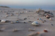 Sea shell on the beach