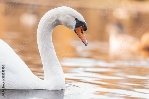 Fotomural Closeup of a mute swan on a pond under the sunlight with a blurry background