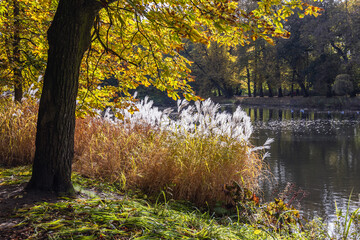 Poster - Autumn in Lazienki - Royal Baths Park in Warsaw, capital city of Poland