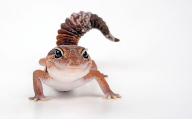 Poster - Afrikanischer Fettschwanzgecko // African fat-tailed gecko (Hemitheconyx caudicinctus)