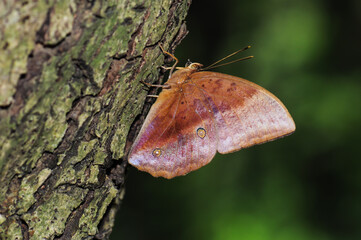 A butterfly(Discophora sondaica) on a tree trunk
