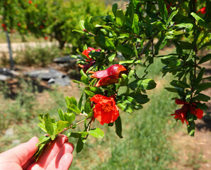 Wall Mural - Pomegranate red fruits and flowers growing on the tree. Man hand touches the blooming branch on farmer plantation