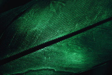 Aufkleber - Close up Beautiful GREEN Bird feather background pattern texture for design. Macro photography view..