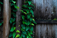 Ivy Growing On Wooden Fence