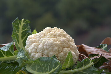 Fresh cauliflower with raindrops, on green leaves in nature.