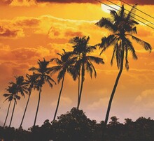 Low Angle View Of Silhouette Palm Trees Against Orange Sky