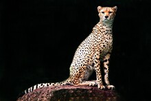 Close-up Of Cheetah Sitting On Rock Against Black Background