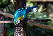 Close-up Of Blue Bird Perching On Tree