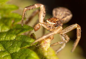 Close-up of a spider in nature.