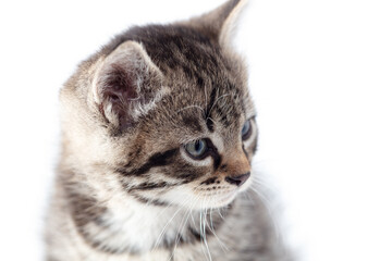 Wall Mural - Kitten portrait isolated on a white background.