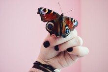 Close-up Of Hand Holding Butterfly Against Pink Background