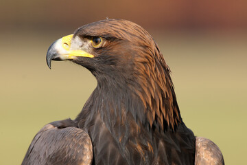 Poster - The golden eagle (Aquila chrysaetos), portrait. Portrait of a huge bird of prey with a green background.