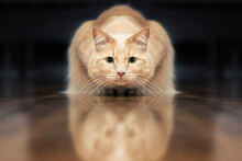 Red Domestic Cat In A Position Ready To Hunt Prey Or The Crunchy. Cat In Perfectly Symmetry, Dark Background.