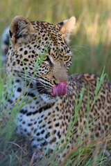 Wall Mural - The African leopard (Panthera pardus pardus) female portrait in the grass. Portrait of a young leopard female licking her snout in the morning sun.