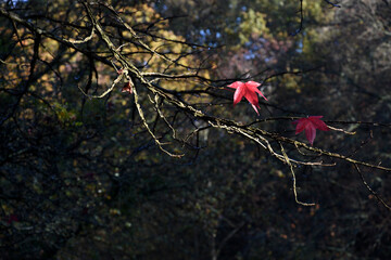 Deux feuilles d'arbres rouges comme des papillons