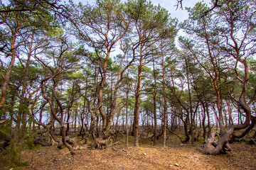 Trollskogen nature reserve on Oland, Sweden. Untouched pine forest in Sweden, bent trees caused by growing in the wind. Europe