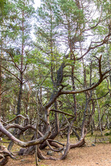 Trollskogen nature reserve on Oland, Sweden. Untouched pine forest in Sweden, bent trees caused by growing in the wind. Europe