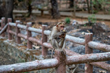 Fototapeta Zwierzęta - Rhesus Macaque monkeys at Rang Hill lookout point, Phuket